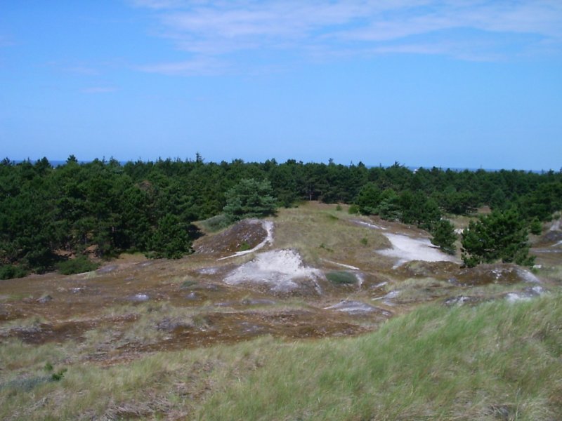 Dnen und Kstenwald bei St. Peter-Ording, 2003