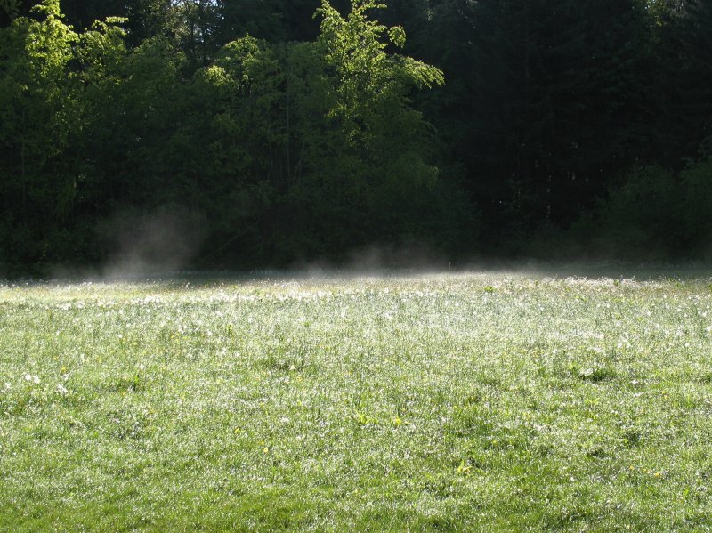 Durch die Wrme der Sonne 
bilden sich im Moor leichte
Nebel.(18.05.2007) 