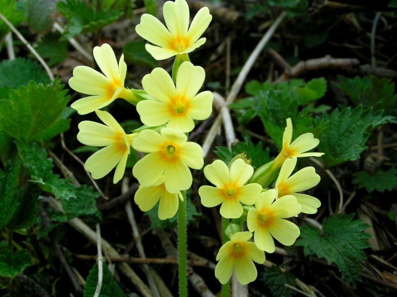 Echte Schlsselblume (Primula veris) blht am Bachrand; 070401