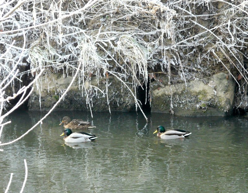 Ehe zu dritt oder wer gehrt zu wem? Enten in der Alzette in der Nhe von Rollingen/Mersch (Luxemburg) am 22.12.07. 