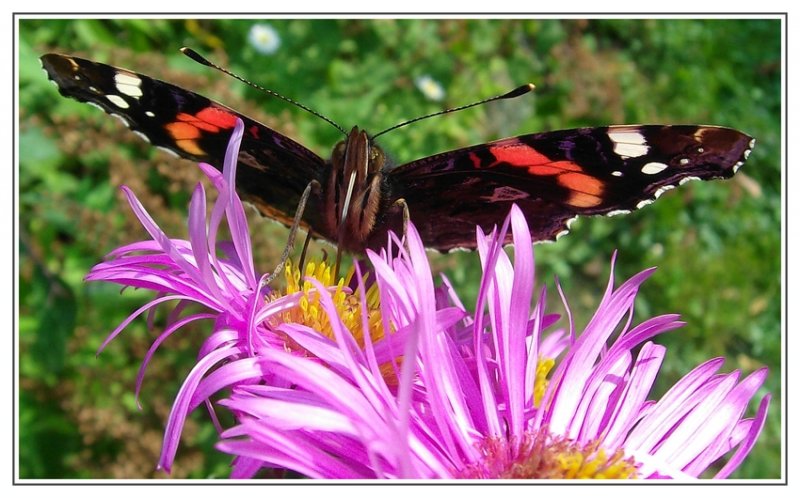 Ein Admiral beim Naschen... fotografiert im Botanischen Garten Duisburg-Kaiserberg