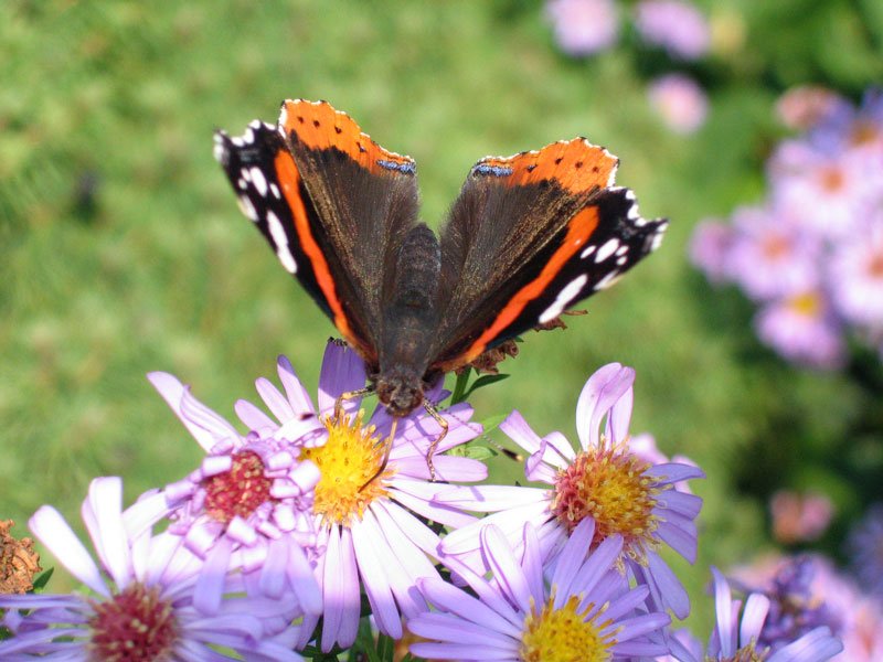 Ein Admiral (Vanessa atalanta) schleckt mit seinem einrollbaren Rssel Nektar an Herbstblumen Aster novi belgii (Neubelgische Aster) - 5.10.2005