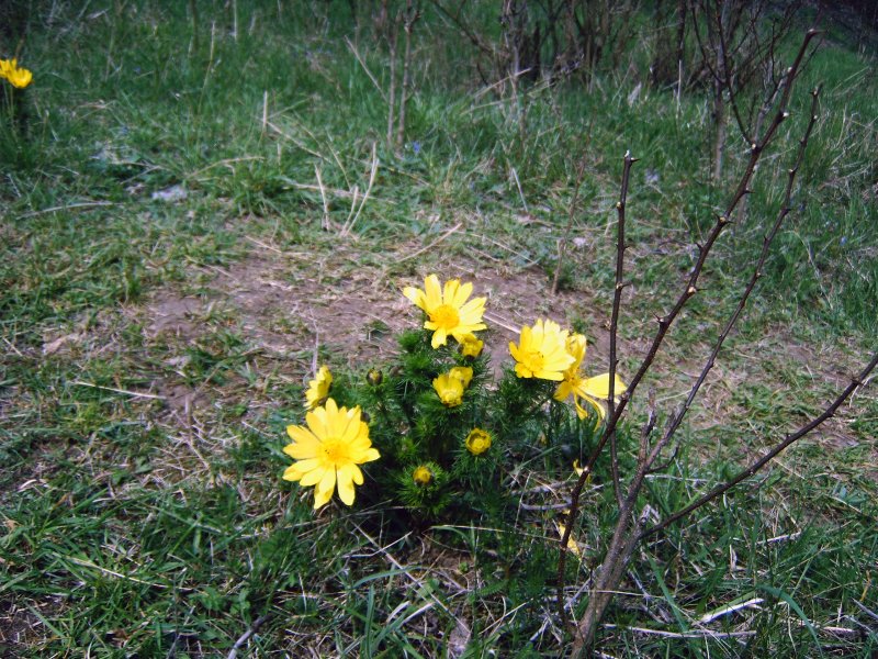 Ein Adonisrschen bei Mallnow im Frhjahr 2006.