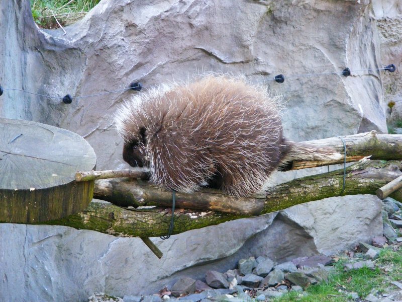 Ein Baumstachler im Gelsenkirchener Zoo am 1. April 2009.