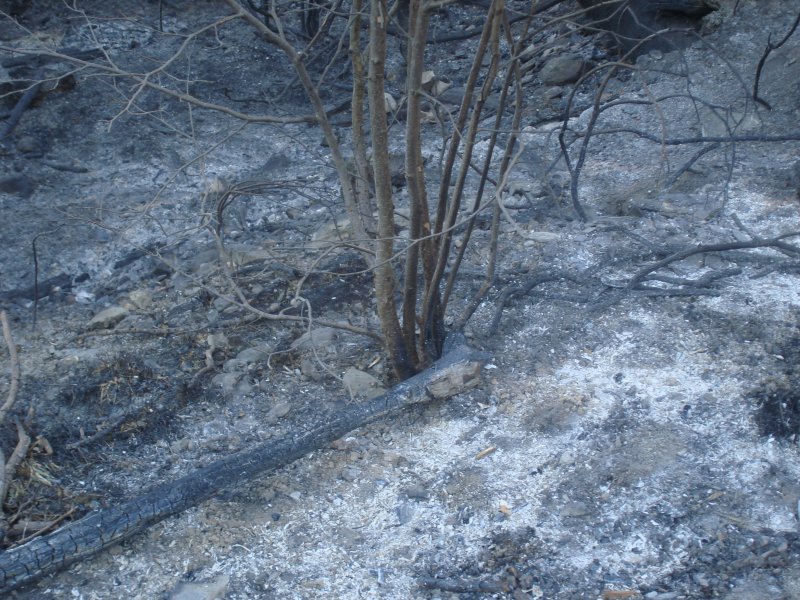 Ein beinahe vom Waldbrand verschont gebliebener Strauch, bei Arbaz am 18.04.2007