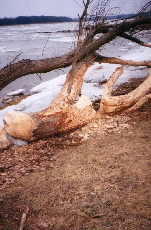 Ein Bild von einem Baum, der von einem Biber angenagt wurde. Im Hintergrund ist die Oder zu sehen.