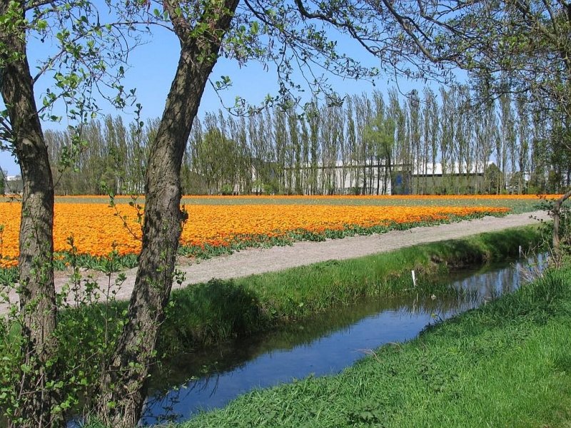 Ein Blumenzwiebellandschaft bei Sassenheim am 18-4-2009.