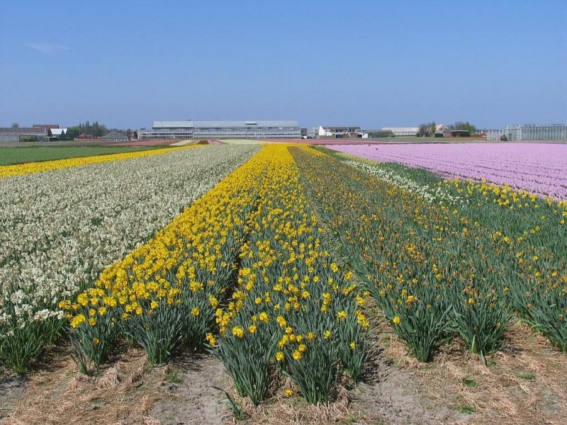 Ein Blumenzwiebellandschaft bei Sassenheim am 18-4-2009.