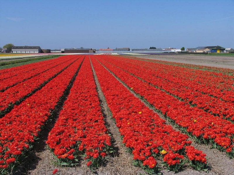 Ein Blumenzwiebellandschaft bei Sassenheim am 18-4-2009.