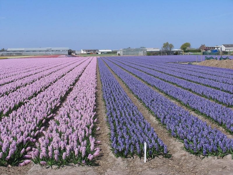 Ein Blumenzwiebellandschaft bei Sassenheim am 18-4-2009.