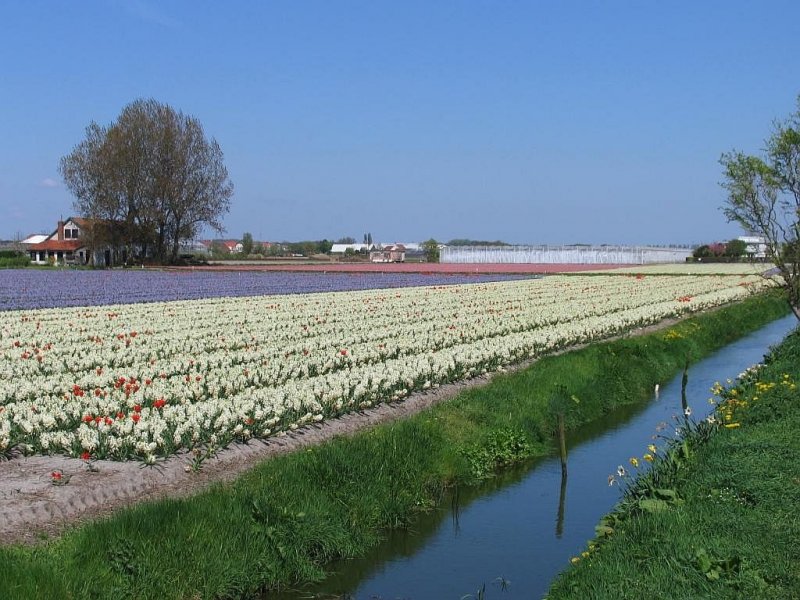 Ein Blumenzwiebellandschaft zwischen Sassenheim und Lisse am 18-4-2009.