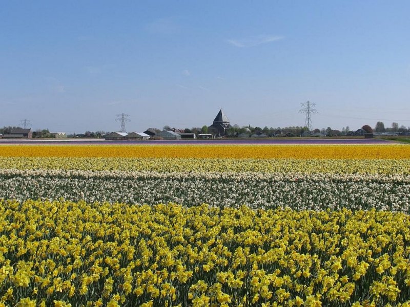 Ein Blumenzwiebellandschaft zwischen Sassenheim und Lisse am 18-4-2009.