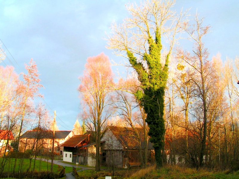 Ein von Efeu beschlagnahmter Baum trotzt in der Mittagssonne; 071202