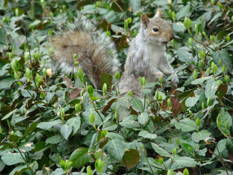 Ein Eichhrnchen im Central Park in New York City. Aufgenommen am 12.04.08