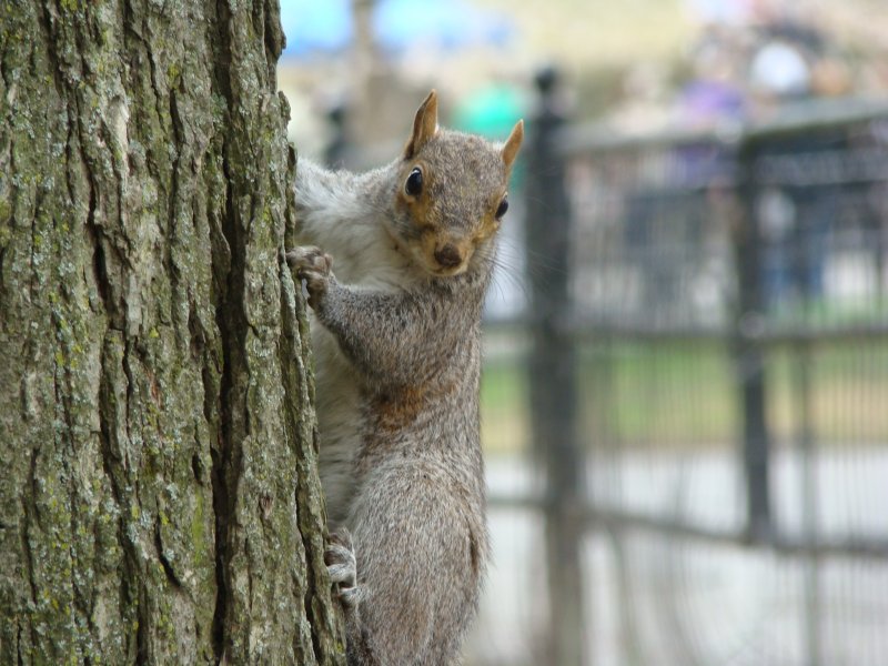 Ein Eichhrnchen im Central Park in New York City. Aufgenommen am 12.04.08