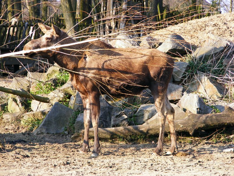 Ein Elch im Gelsenkirchener Zoo am 1. April 2009.