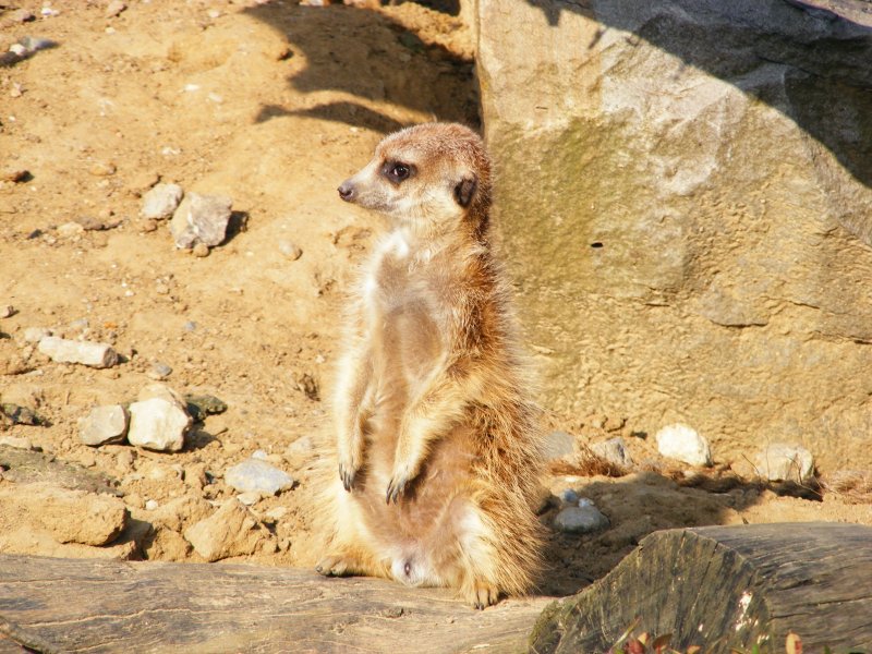 Ein Erdmnnchen im Gelsenkirchener Zoo am 01. April 2009.