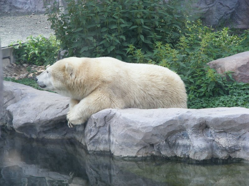 Ein gelangweilter Eisbr im Gelsenkirchener Zoo am 21. August 2008.