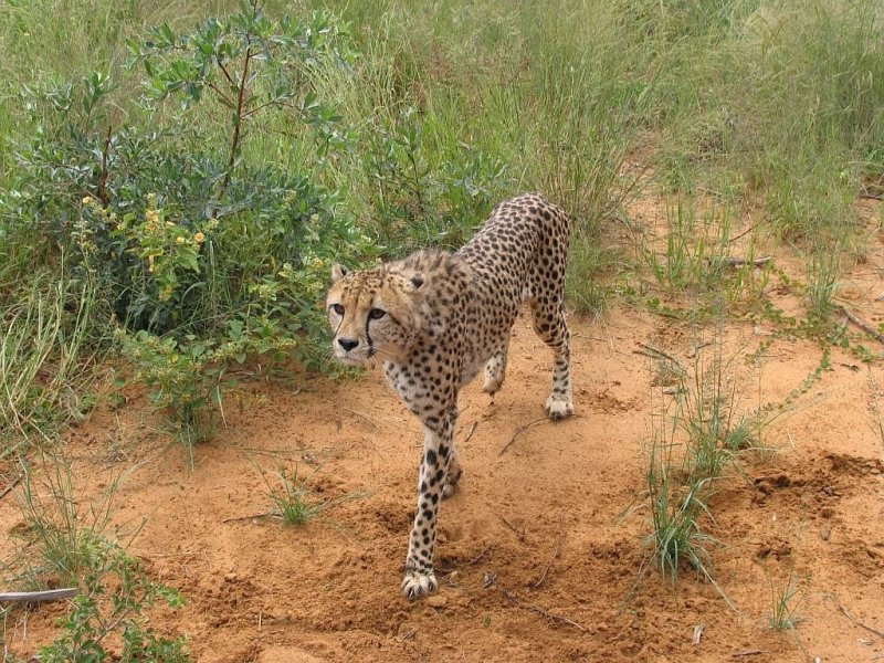 Ein Gepard bei Harnas in Namibia am 28-2-2009.