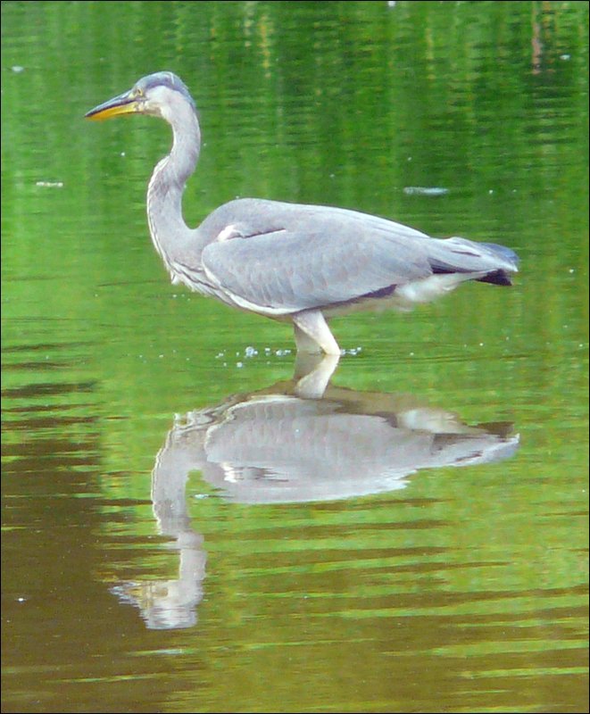 Ein Graureiher im seichten Wasser des Stausees in Bavigne. 21.06.08 (Jeanny)