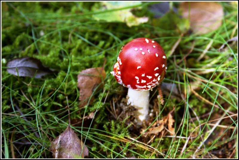 Ein junger Fliegenpilz leuchtet in prchtigem Rot - aufgenommen im Oktober 2004 im Thringer Wald.