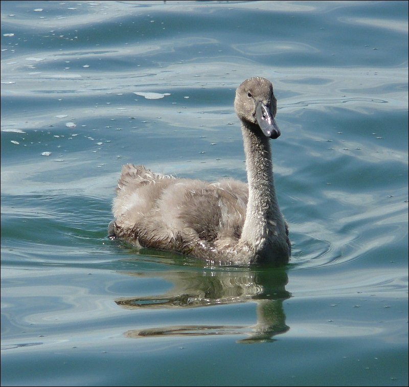 Ein Jungschwan aufgenommen am Genfer See am 02.08.08. (Jeanny)