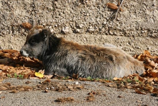 Ein Kalb wrmt sich am warmen Asphalt der SS 574.