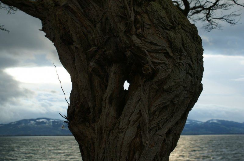 Ein knorriger Baum an der Uferpromenade in Lindau mit seinem  kleinen Guckloch gibt einen Blick fr eine andere Sichtweise.
(6.12.2008)