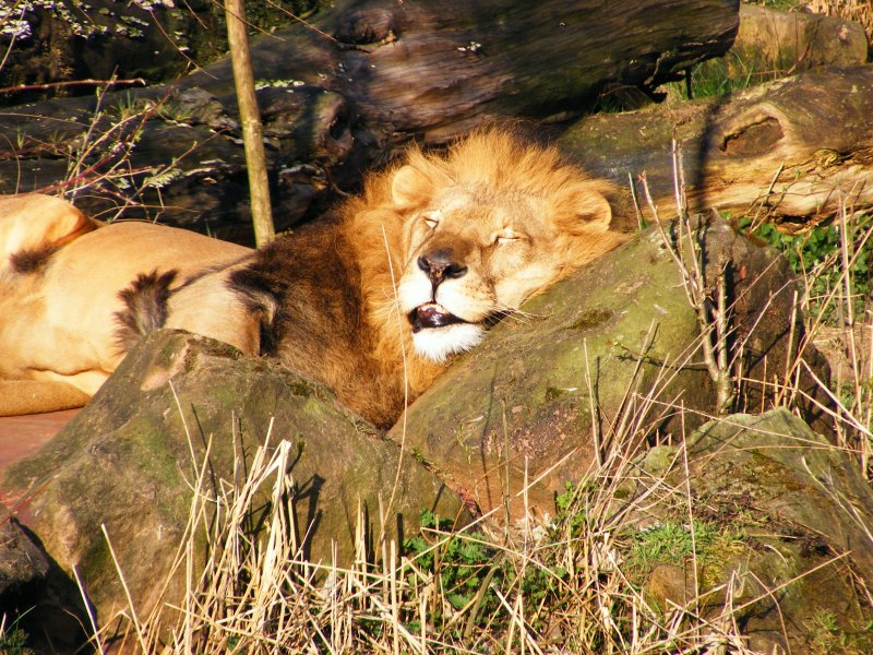 Ein Lwe im Gelsenkirchener Zoo am 1. April 2009.