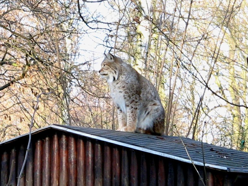 Ein Luchs dst im Luchsgehege dahin, 24.02.08