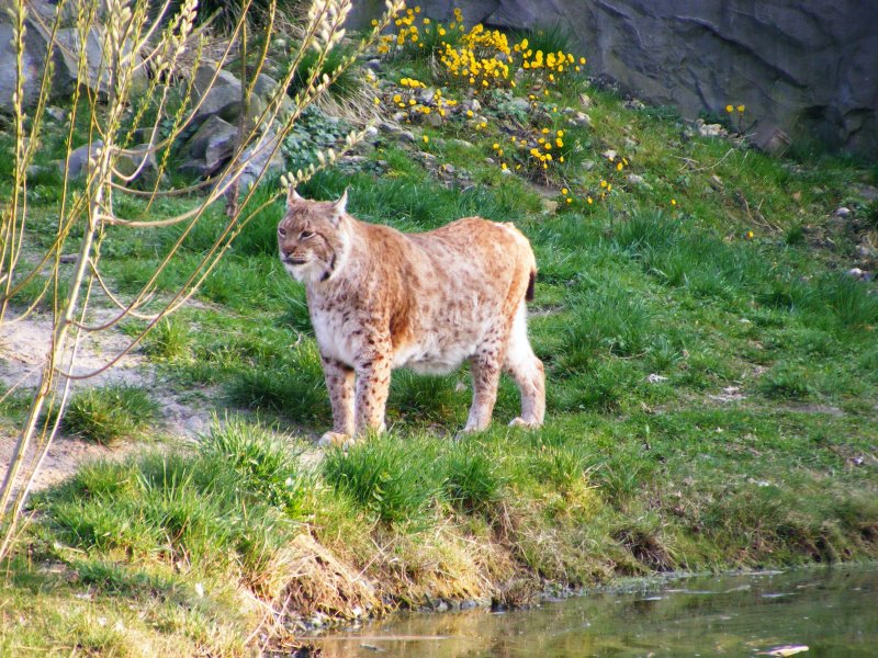 Ein Luchs im Gelsenkirchener Zoo am 1. April 2009.