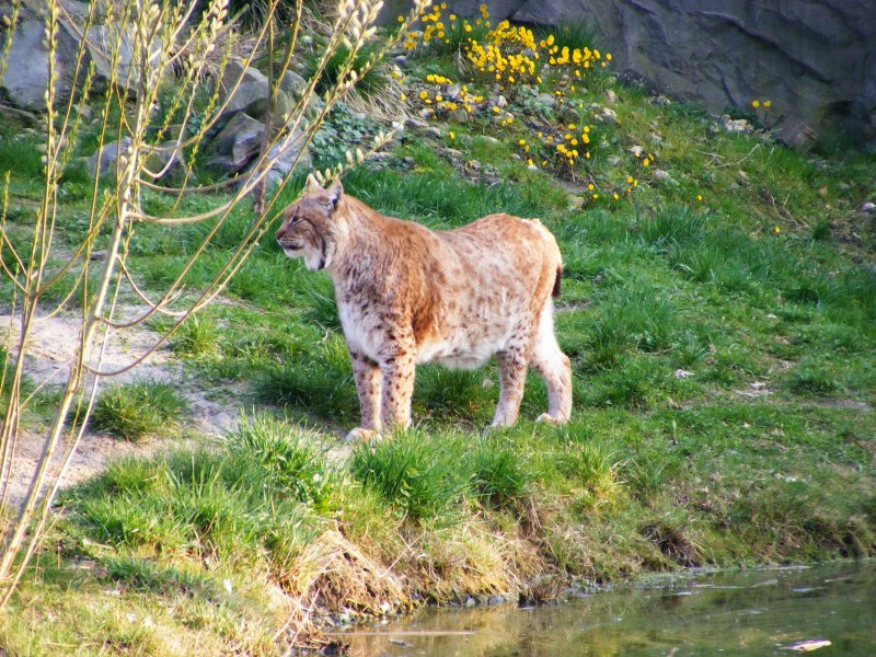 Ein Luchs im Gelsenkirchener Zoo am 1. April 2009.