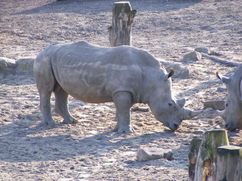 Ein Nashorn im Gelsenkirchener Zoo am 1. April 2009.