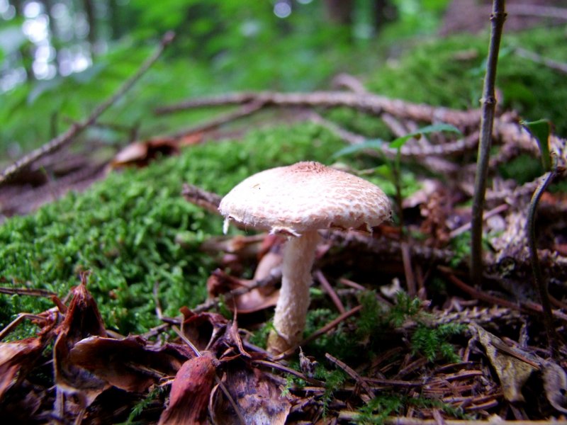 Ein Parasol hat sich seinen Weg durch den Waldboden gebahnt;080731