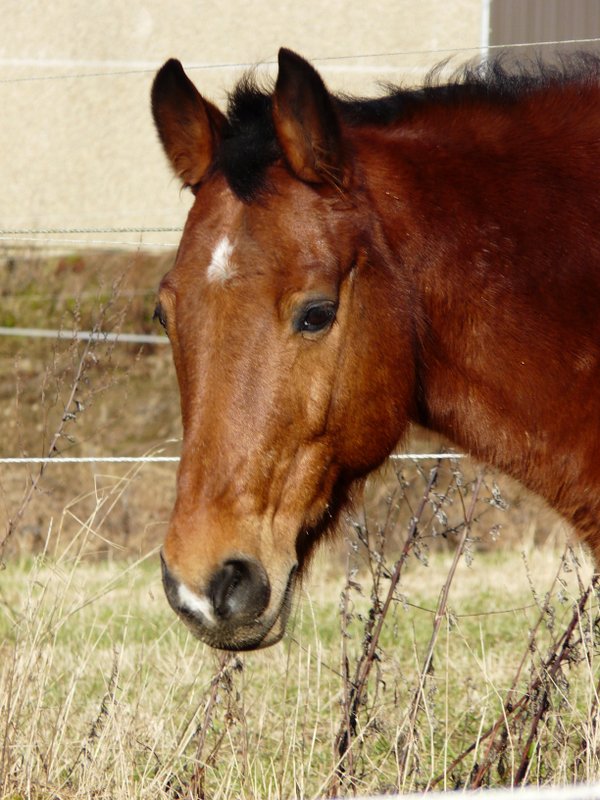  Ein Pferd ohne Beine!  hat meine Enkeltochter (3 Jahre) festgestellt, als sie dieses Bild sah. Das Foto wurde am 06.01.08 in Alscheid (Luxemburg) aufgenommen. 