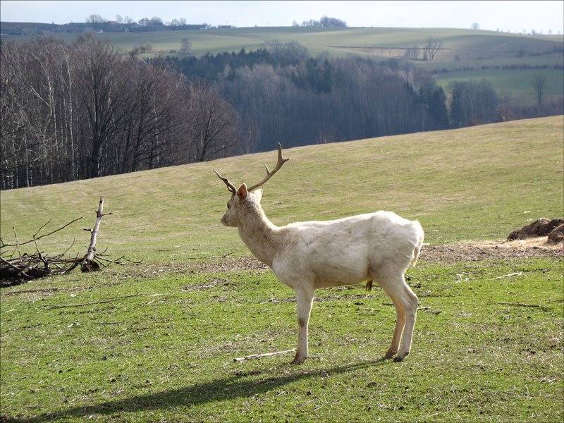 Ein Rehbock im Wildgehege bei Heeselicht (Schsische Schweiz); ist die Farbe seines Fells nicht etwas ungewhnlich? - 27.02.2008
