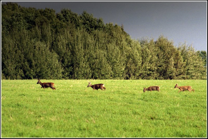 Ein Rudel Rehe zieht im Oktober 2006 ber das Feld bei Wittgensdorf, die fr wenige Minuten durchbrechende Sonne nutzend, bevor es wieder anfing zu regnen.