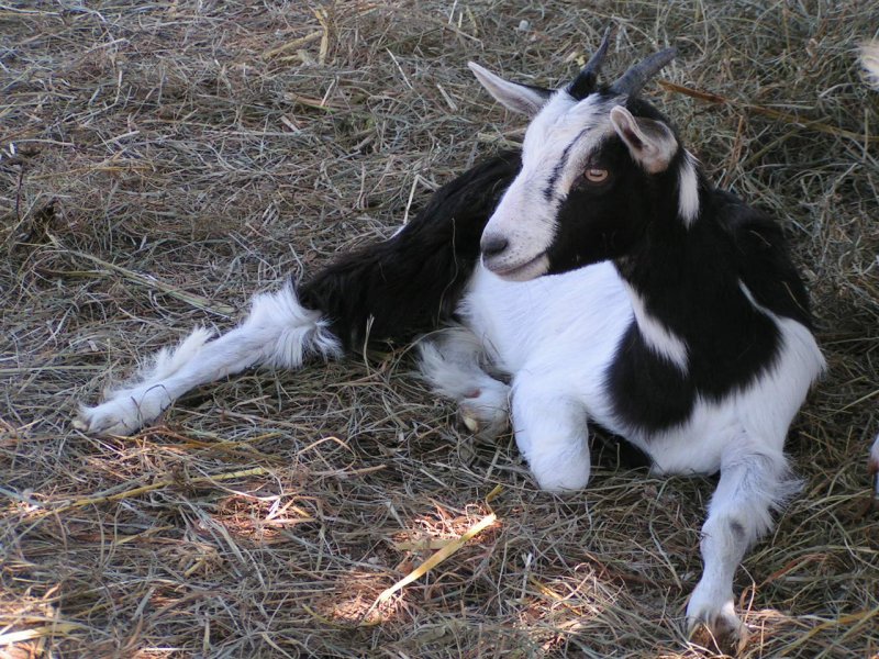 Ein schattiges Platzerl hat diese Kitz im Freizeitpark Agrarium gefunden; 070715