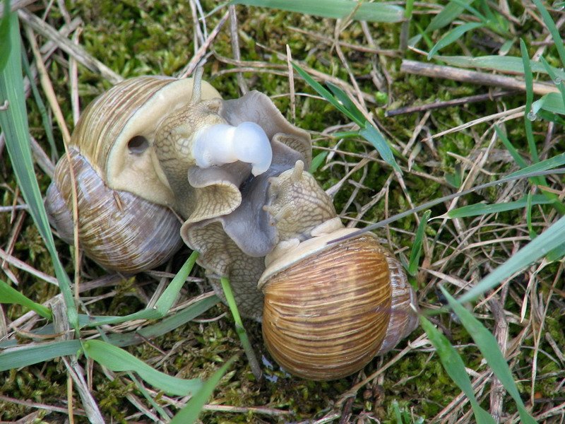 Ein Schneckenpaar wenn ich es nicht genau wte wrde ich sagen sie paaren sich