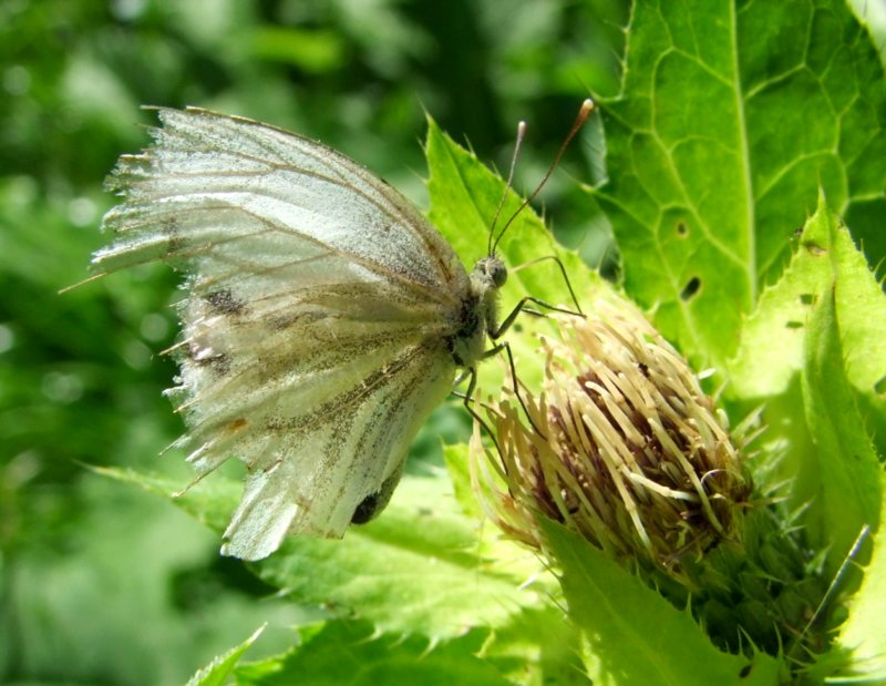 Ein schon etwas angeschlagener(ausgefranster) Schmetterling sucht eine Distelblte auf; 080803