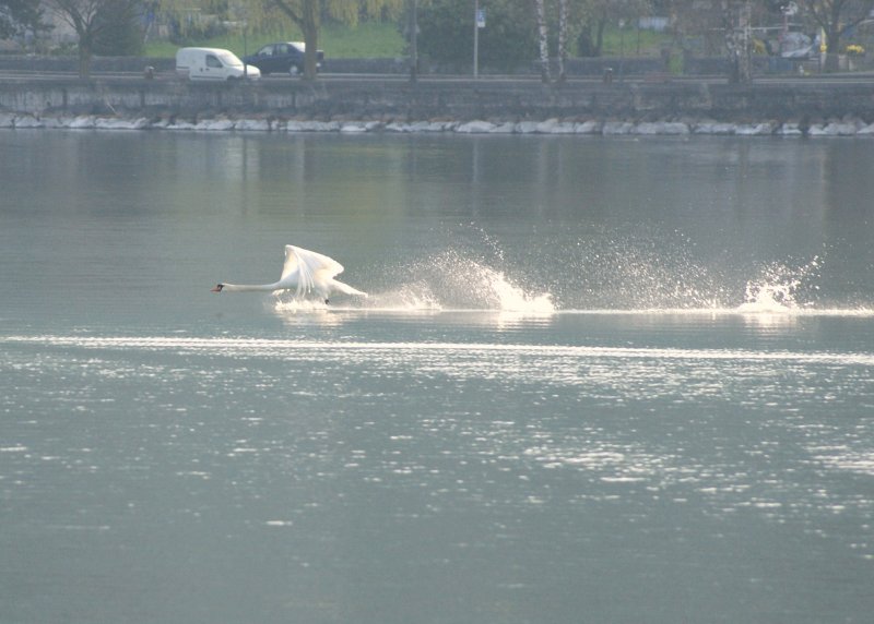 Ein Schwan nimmt Anlauf!
(April 2009)