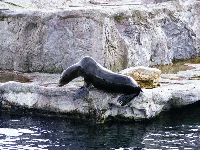 Ein Seehund im Gelsenkirchener Zoo am 21. August 2008.