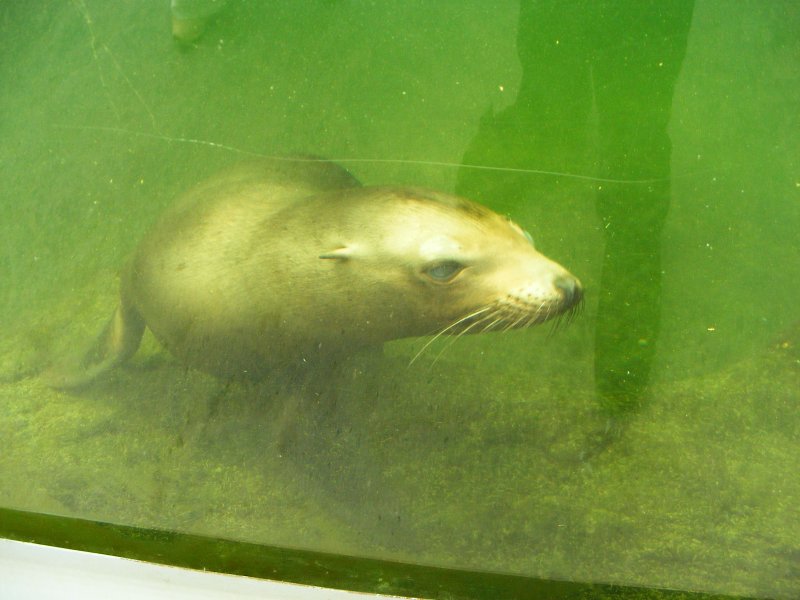 Ein Seehund im Gelsenkirchener Zoo am 21. August 2008.