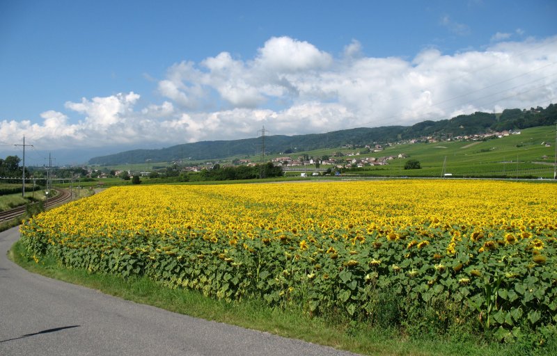 Ein Sonnenblumenfeld zwischen Gleisen und Autobahn.
(25.07.2007)