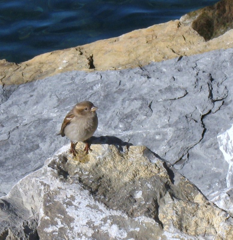 Ein Spatz am Genfersee...
(Januar 2008)