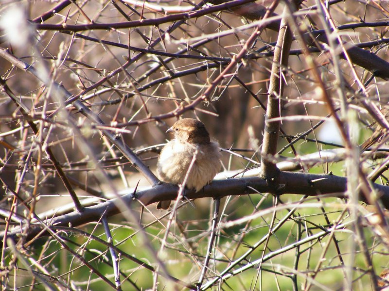 Ein Spatz in einem Gebsch im Gelsenkirchener Zoo.