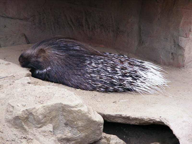 Ein Stachelschwein im Gelsenkirchener Zoo am 21. August 2008.