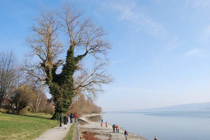 Ein Teil des westlichen Ufers der Mettnau bei Radolfzell ist als Park angelegt. Der Blick geht in Richtung Sden, mit Radolfzell im Rcken. 
Aufgenommen am 09.03.2008. 