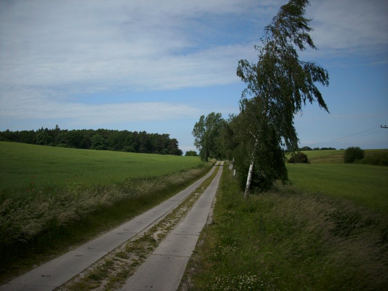 Ein Wanderweg bei Bergen/Rgen und eine vom Wind geknickte Birke.