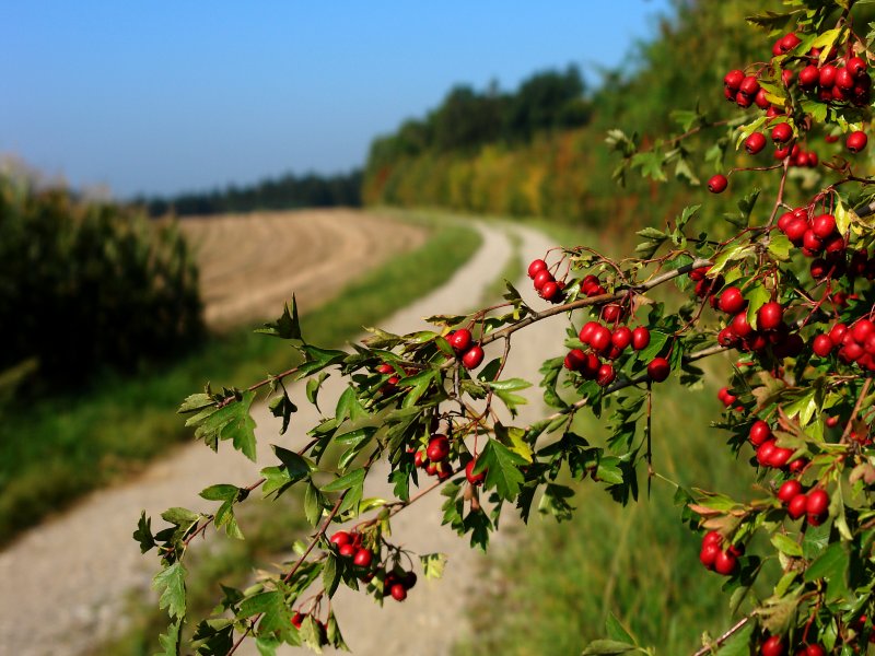 ein warmer Tag im goldenen Oktober, bei Hohenbercha